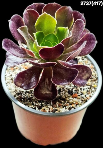 Aeonium `Velour` (D pl.=11)-2737(417) - Зображення 2