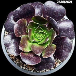 Aeonium `Cornish Rose` (D pl.=13)-2738-(262)