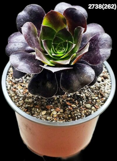 Aeonium `Cornish Rose` (D pl.=13)-2738-(262) - Зображення 2