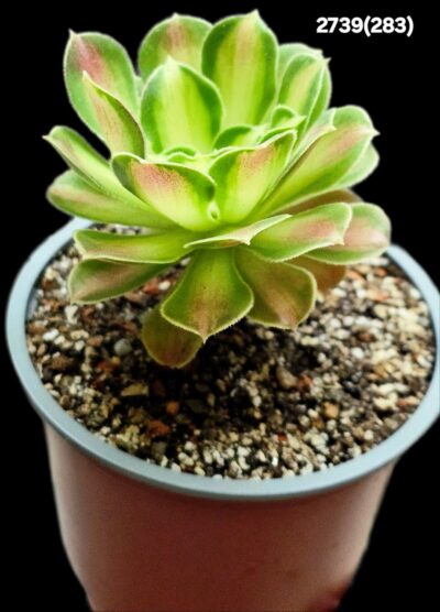 Aeonium `Pink Witch Yellow Middle` fa. variegate (D pl.10)- 2739(283) - Зображення 2
