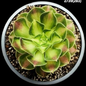 Aeonium `Pink Witch Yellow Middle` fa. variegate (D pl.10)- 2739(283)