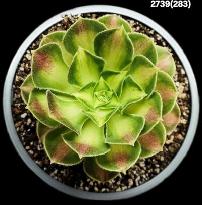Aeonium `Pink Witch Yellow Middle` fa. variegate (D pl.10)- 2739(283)