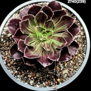 Aeonium `Big Bang Plus` (D=11)-2740(239)