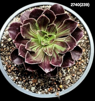 Aeonium `Big Bang Plus` (D=11)-2740(239)