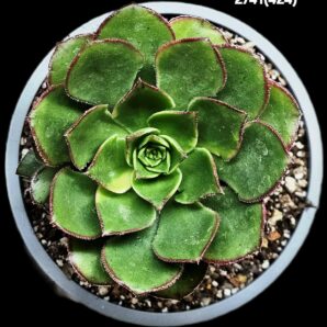 Aeonium `Red Edge` (small variegata) (D=10)-2741(424)