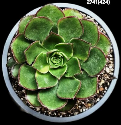 Aeonium `Red Edge` (small variegata) (D=10)-2741(424)