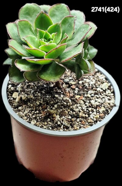 Aeonium `Red Edge` (small variegata) (D=10)-2741(424) - Зображення 2