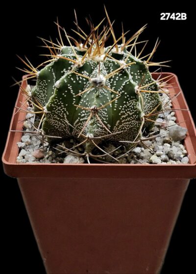 Astrophytum hybrid [OrMy X OrAs] (10x10)-2742B - Зображення 2