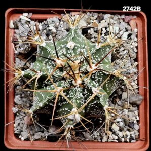 Astrophytum hybrid [OrMy X OrAs] (10x10)-2742B