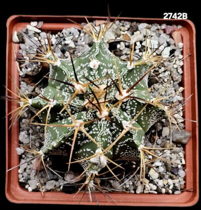 Astrophytum hybrid [OrMy X OrAs] (10x10)-2742B