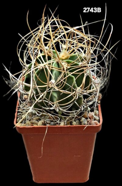 Astrophytum hybrid [sen. aur. X crassispinum] (8x8)-2743B - Зображення 2