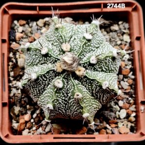 Astrophytum hybrid [CoAs X As] (8x8)-2744B