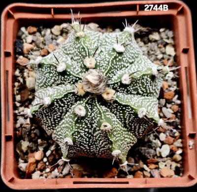 Astrophytum hybrid [CoAs X As] (8x8)-2744B