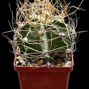 Astrophytum senile fa. ferox (8x8)-2745B