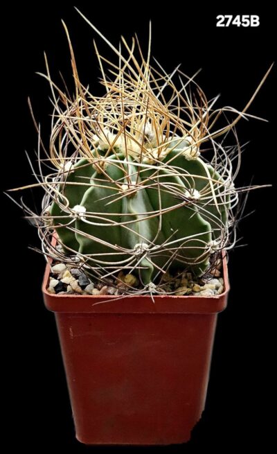 Astrophytum senile fa. ferox (8x8)-2745B