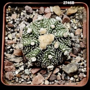 Astrophytum hybrid `Ooibo` [asterias X `SK`] (8x8)-2746B