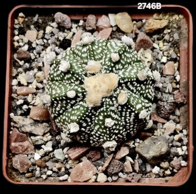 Astrophytum hybrid `Ooibo` [asterias X `SK`] (8x8)-2746B