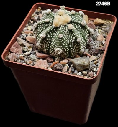 Astrophytum hybrid `Ooibo` [asterias X `SK`] (8x8)-2746B - Зображення 2