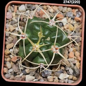 Gymnocalycium monvillei var. steineri -LF 95A (6х6)- 2747(220)