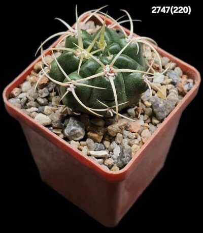 Gymnocalycium monvillei var. steineri -LF 95A (6х6)- 2747(220) - Зображення 2