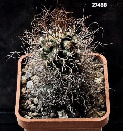 Turbinicarpus pseudomacrochele (5x5)-2748B