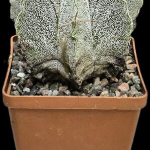 Astrophytum hybrid myriostigma var. strongylogonum (8x8)- 2749B