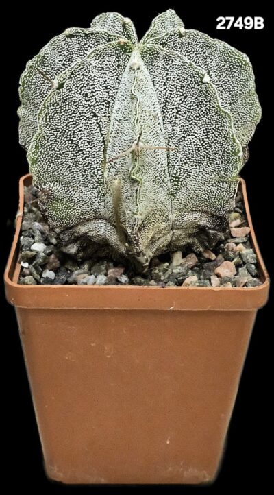 Astrophytum hybrid myriostigma var. strongylogonum (8x8)- 2749B