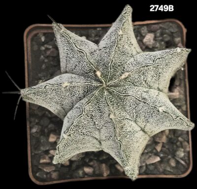 Astrophytum hybrid myriostigma var. strongylogonum (8x8)- 2749B - Зображення 2