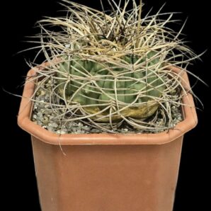 Gymnocalycium cardenasianum (12x12)-2750B