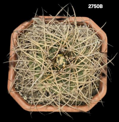 Gymnocalycium cardenasianum (12x12)-2750B - Зображення 2
