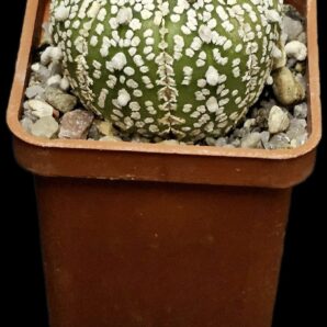Astrophytum asterias ‘Super Kabuto’ (5x5)-2751B