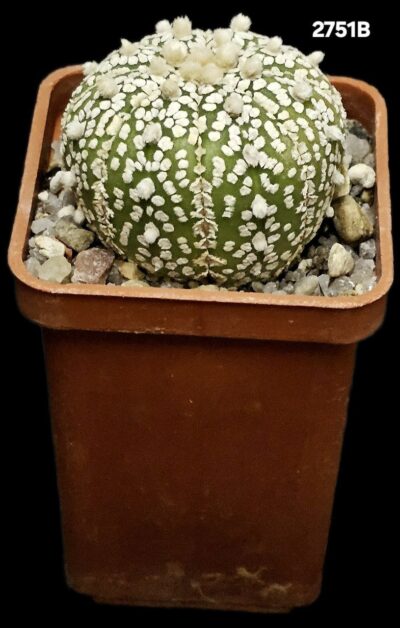 Astrophytum asterias ‘Super Kabuto’ (5x5)-2751B
