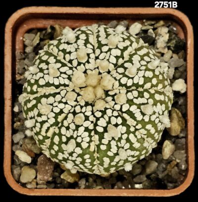 Astrophytum asterias ‘Super Kabuto’ (5x5)-2751B - Зображення 2