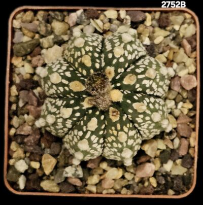 Astrophytum hybrid [CapAs X Cr.`SK`] (7x7)-2752B - Зображення 2