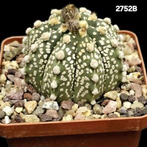 Astrophytum hybrid [CapAs X Cr.`SK`] (7x7)-2752B | 6