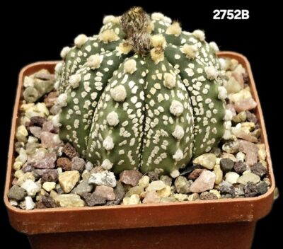Astrophytum hybrid [CapAs X Cr.`SK`] (7x7)-2752B