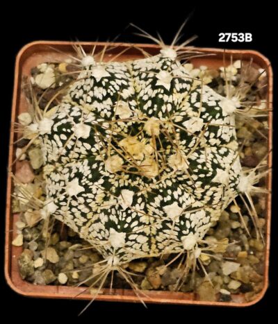 Astrophytum hybrid [crassispinoides X `SK`] (7x7)-2753B - Зображення 2
