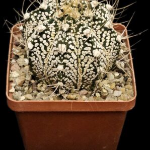 Astrophytum hybrid [crassispinoides X `SK`] (7x7)-2753B