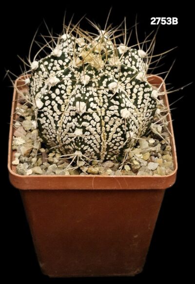 Astrophytum hybrid [crassispinoides X `SK`] (7x7)-2753B