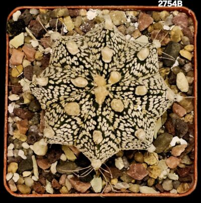 Astrophytum hybrid [Cr`SK` X `SK`] (7x7)-2754B - Зображення 2