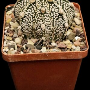 Astrophytum hybrid [Cr`SK` X `SK`] (7x7)-2754B