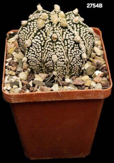 Astrophytum hybrid [Cr`SK` X `SK`] (7x7)-2754B