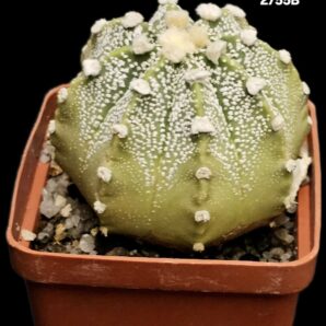 Astrophytum hybrid asterias (6x6)-2755B