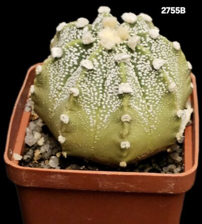 Astrophytum hybrid asterias (6x6)-2755B