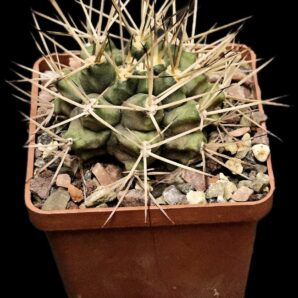 Gymnocalycium pungens (7x7)-2756B