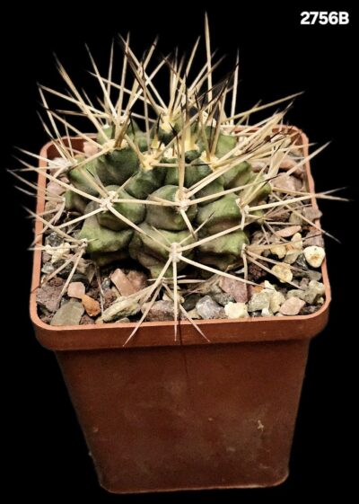 Gymnocalycium pungens (7x7)-2756B