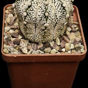 Astrophytum hybrid [Coah X `SK`] (7x7)-2757B