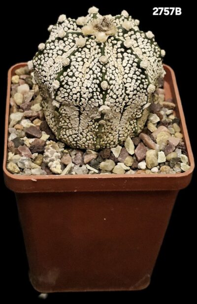 Astrophytum hybrid [Coah X `SK`] (7x7)-2757B