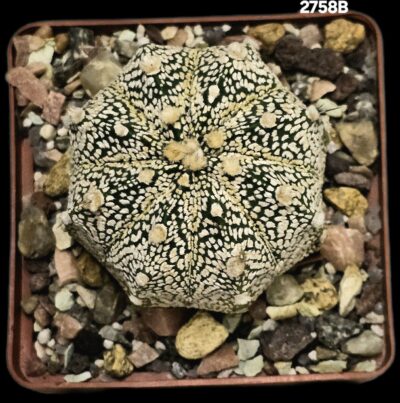 Astrophytum hybrid [Coah X `SK`] (8x8)-2758B - Зображення 2