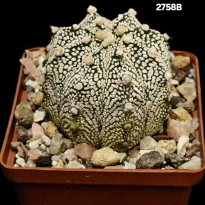 Astrophytum hybrid [Coah X `SK`] (8x8)-2758B
